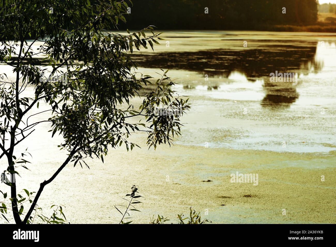 Un vecchio stagno ricoperta con lenticchie d'acqua nella serata d'estate. Sfondo naturale Foto Stock
