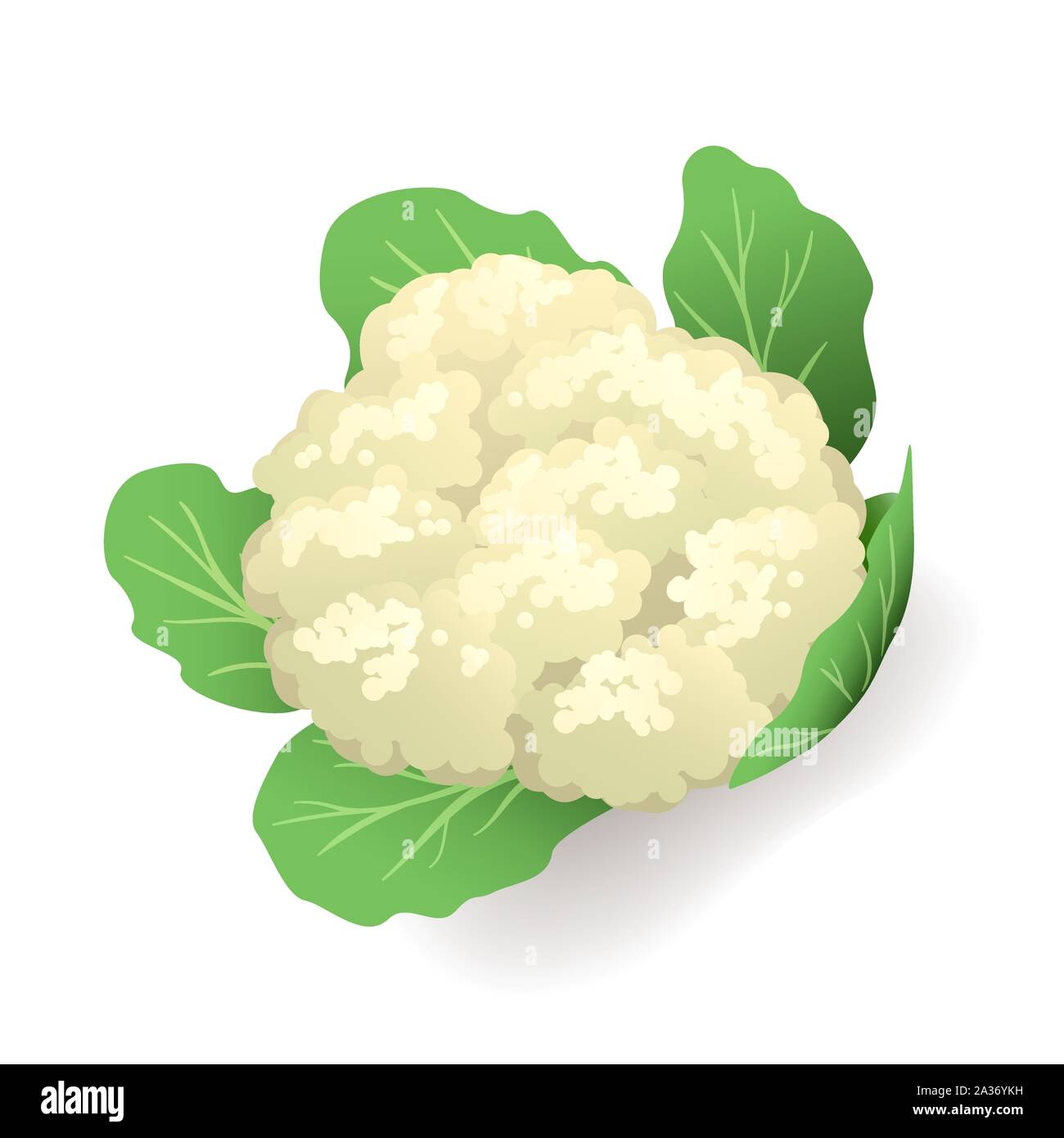 Cavolfiore bianco con foglie verdi isolati icona, vegetale, illustrazione vettoriale. Illustrazione Vettoriale