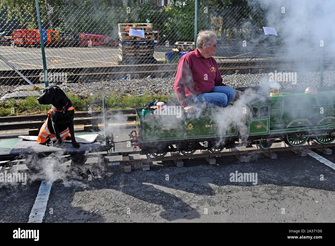 Un cane in una camicia di hivis corse su una miniatura treno a vapore a Tyseley Centro ferroviario, Birmingham, Regno Unito Foto Stock