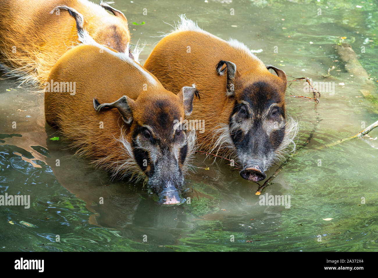 Red River hog, Potamochoerus porcus, noto anche come il maiale bush. Questo maiale ha un acuto senso dell'olfatto per individuare cibo sottoterra. Foto Stock