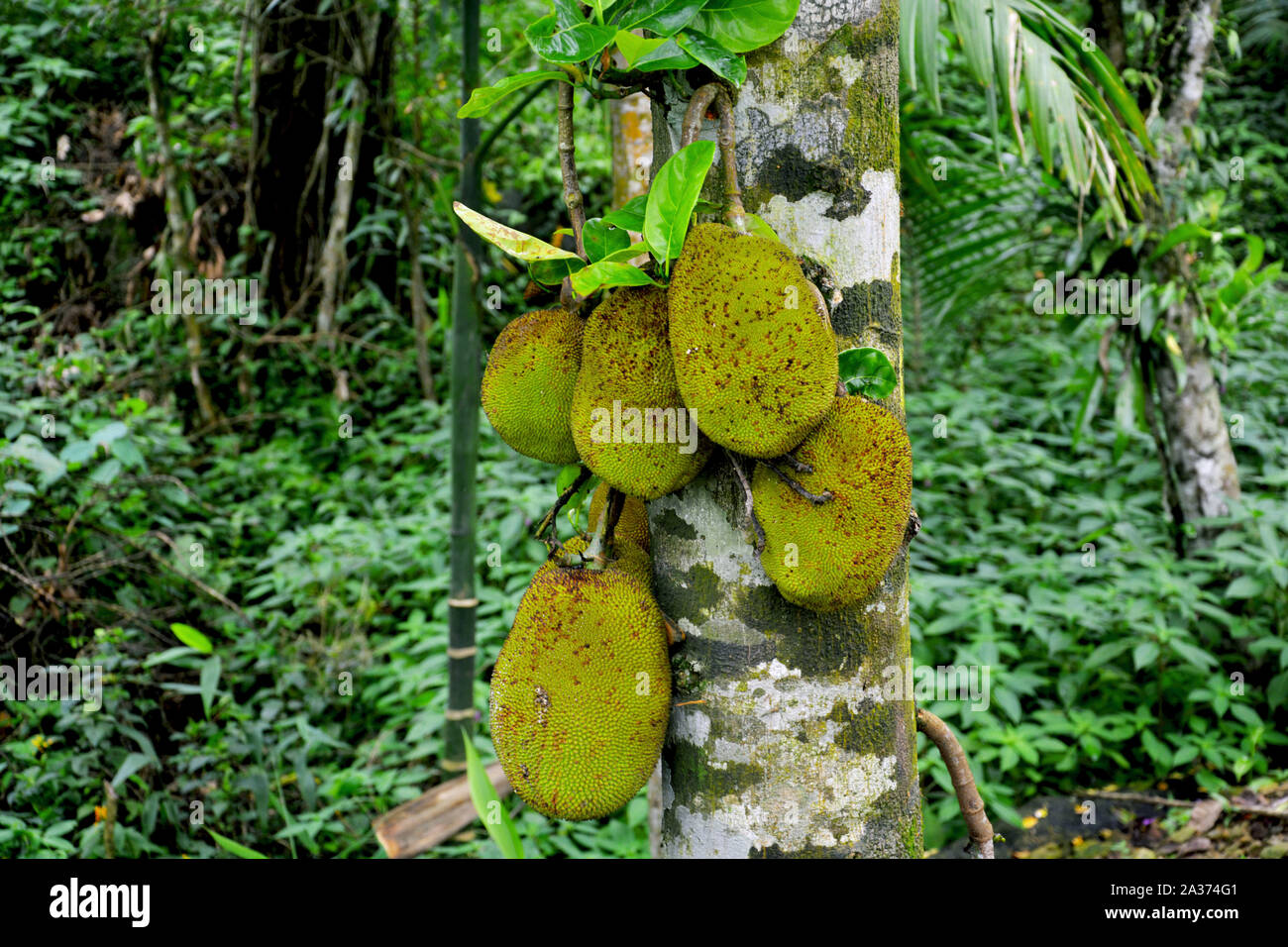 Artocarpus heterophyllus immagini e fotografie stock ad alta risoluzione -  Alamy