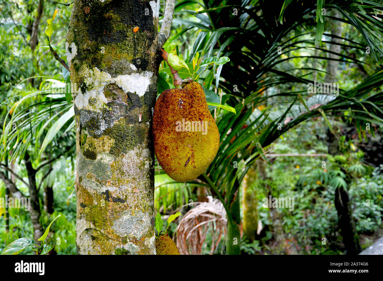 Jackfruit su albero noto anche come artocarpus heterophyllus Lam (Moraceae) in stretta fino Foto Stock