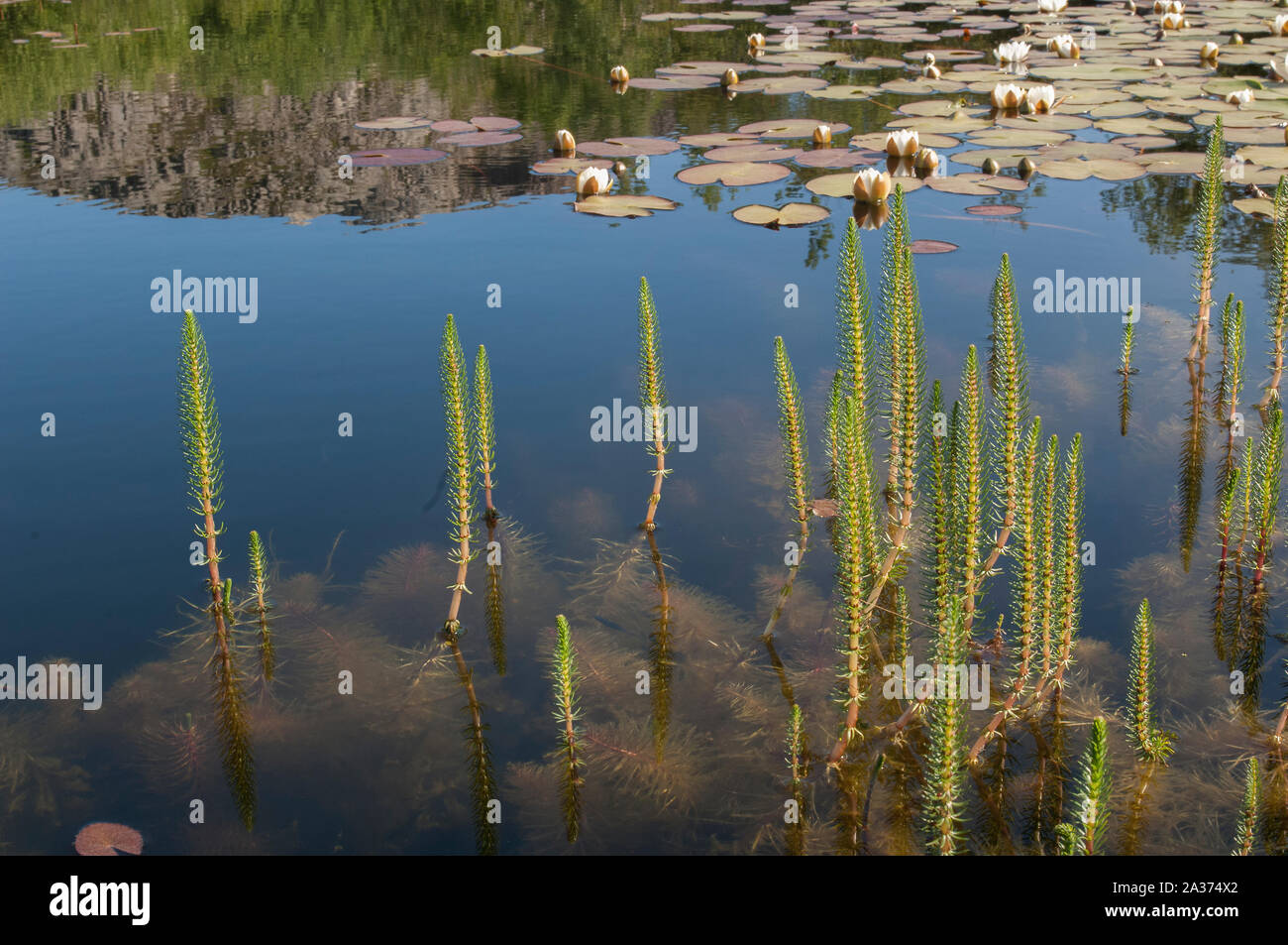 Acqua Equiseto (equiseto fluviatile) cresce in acqua ancora stagno, Valøy, Norvegia Foto Stock