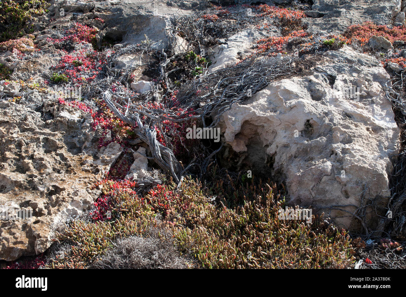Kangaroo Island in Australia, ventoso paesaggio roccioso coperto con vegetazione costiera Foto Stock