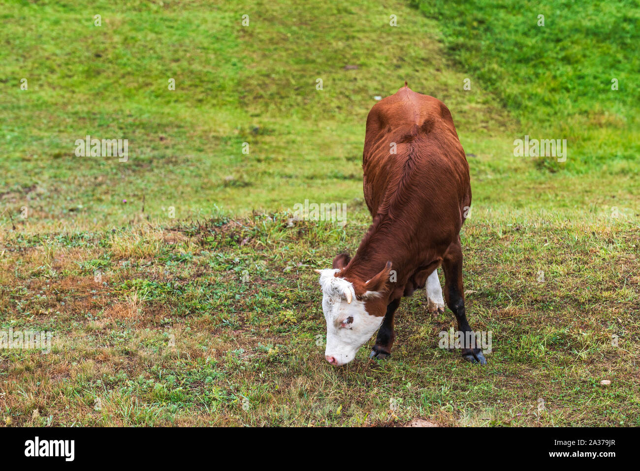 Close-up di bianco e marrone di vitello in pascolo verde prato campo. Allevamento di bestiame, allevamento, la produzione di carne e latte concept. Foto Stock