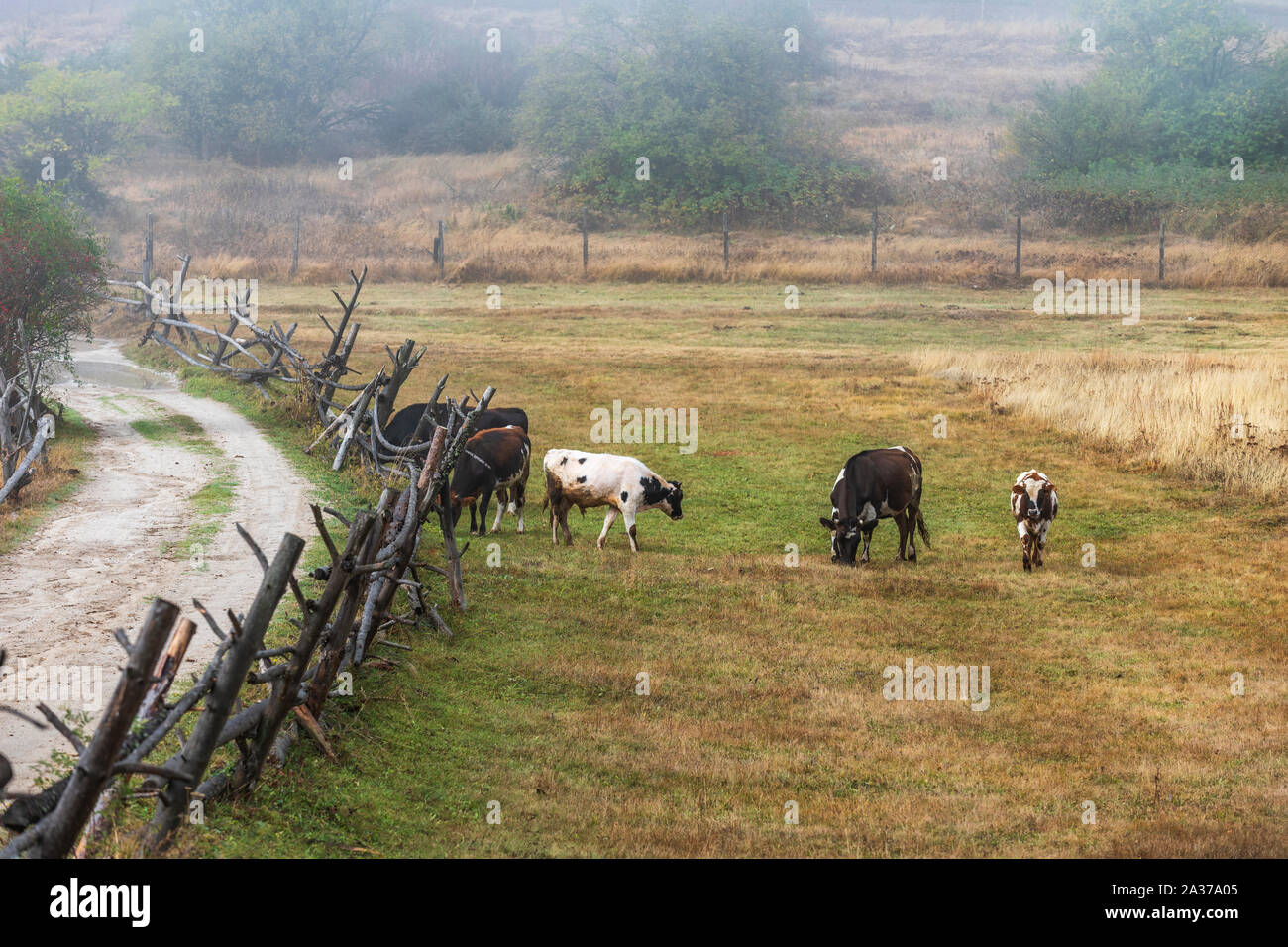 Mandria di mucche in campo, un ampio paesaggio con bestiame da latte in una giornata autunnale in alta montagna con la nebbia con le nuvole. Foto Stock