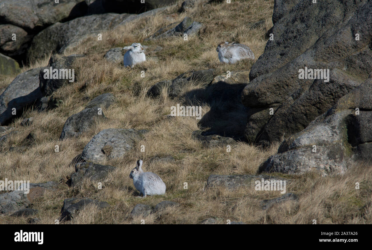 Mountain lepre (Lepus timidus) nel loro bianco cappotto invernale in inverno con un fondale brughiera sull'altopiano mori del Peak District Derbyshire. Foto Stock