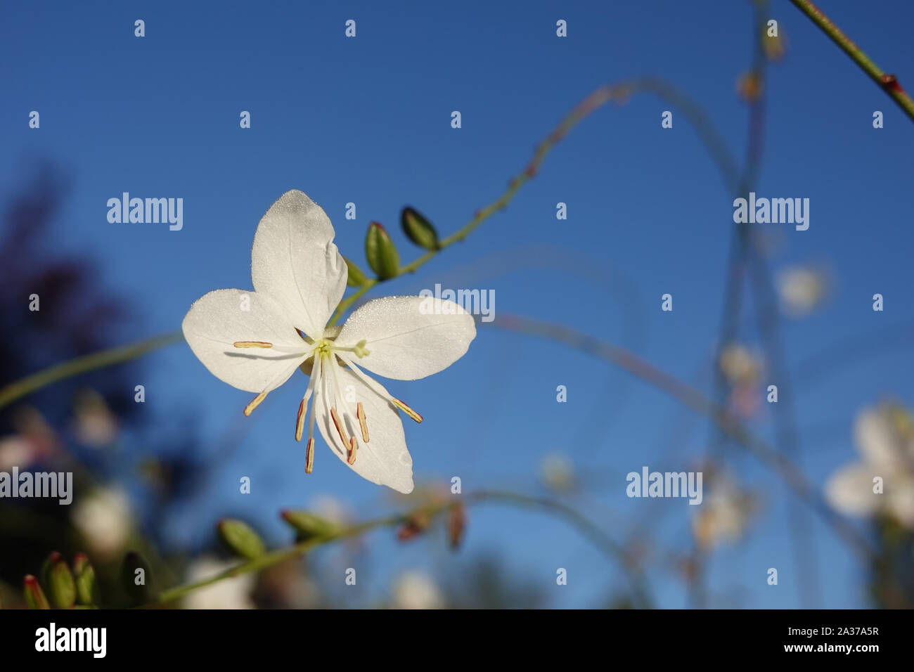 Piccoli fiori bianchi di gaura lindheimeri o vorticoso farfalle con rugiada di mattina di sole verso il cielo blu macro oenothera lindheimeri, Lindheimer's Foto Stock