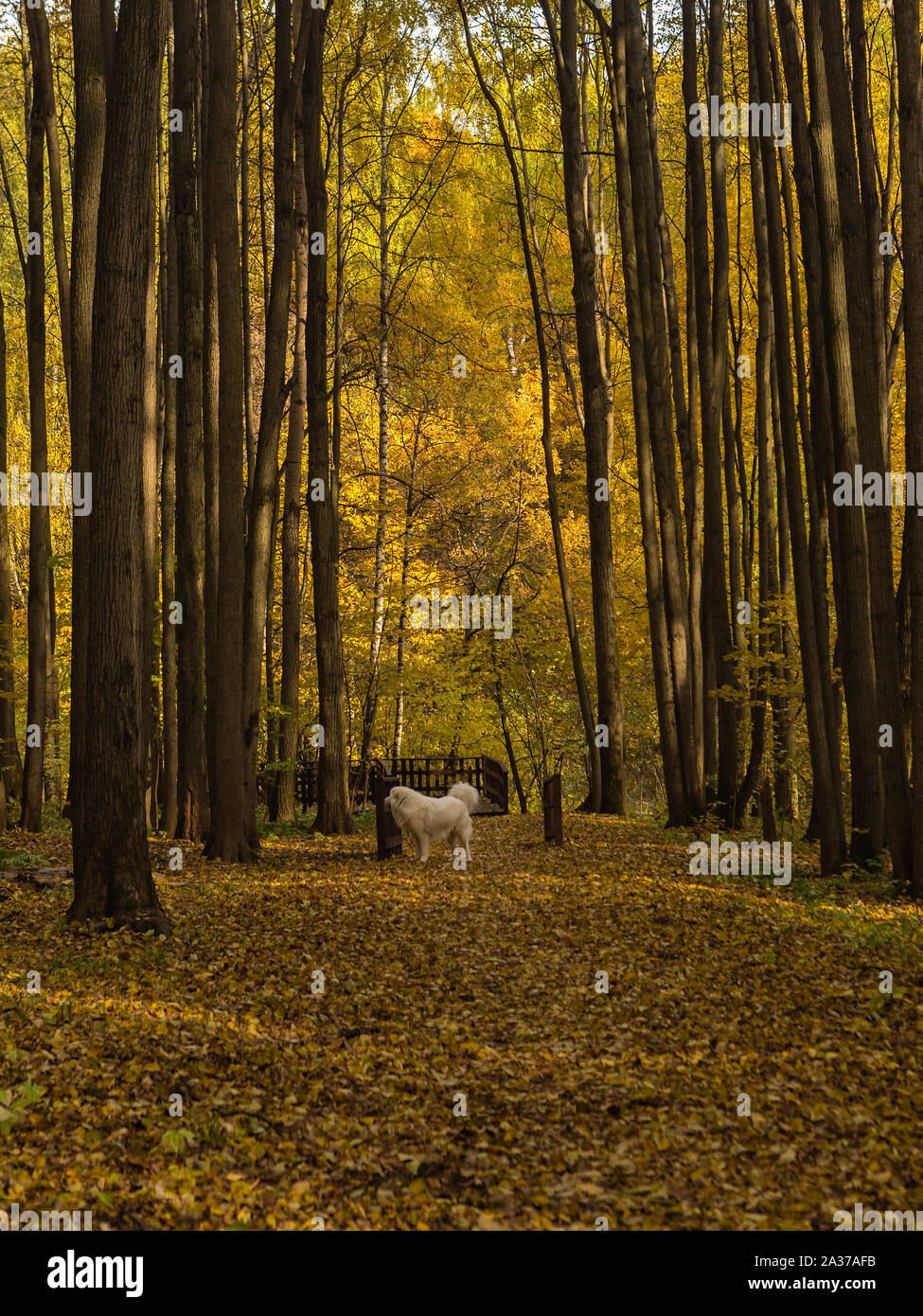 Cane su una passeggiata nei boschi in una luminosa giornata autunnale Foto Stock