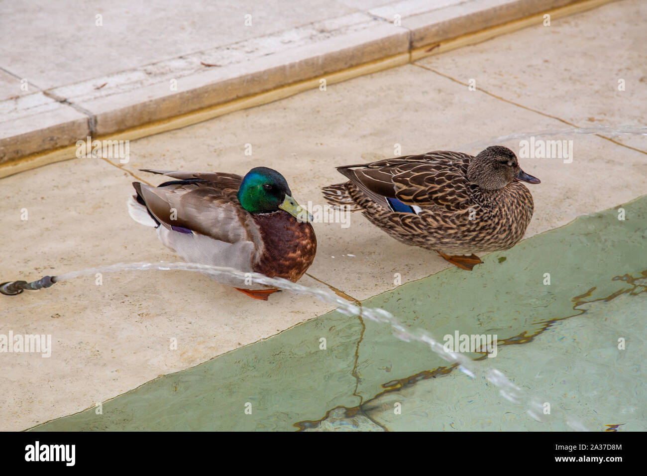 Getty Institute, California Foto Stock