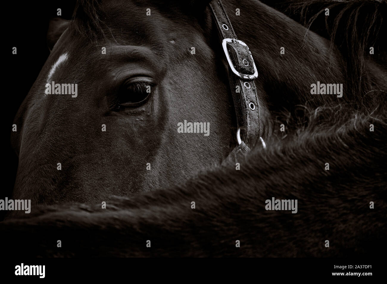 Primo piano di una testa di cavallo scura con briglia e isolato su sfondo nero Foto Stock