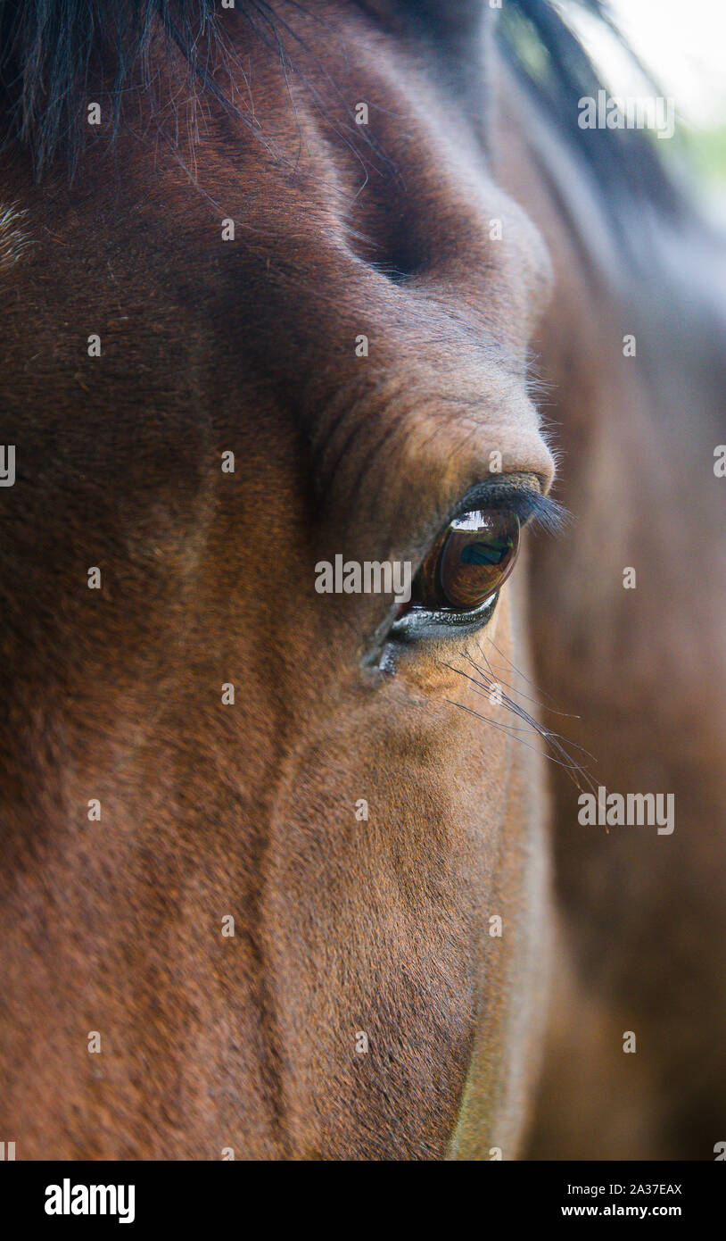 Una chiusura di un castagno marrone testa di cavallo che mostra il dettaglio del suo occhio e mane con spazio di copia Foto Stock