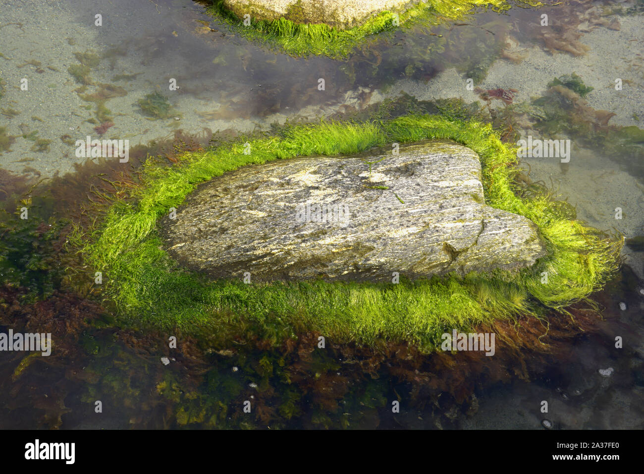 Le alghe coperto rocce sulla norwegian costa atlantica, le alghe verdi si sviluppa intorno ad una grande roccia che conformato come un cuore Foto Stock