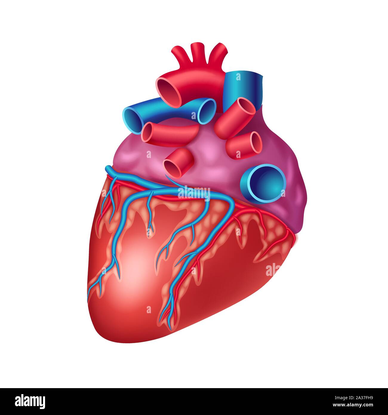 Anatomiche del cuore umano icona con le navi e l'aorta Illustrazione Vettoriale