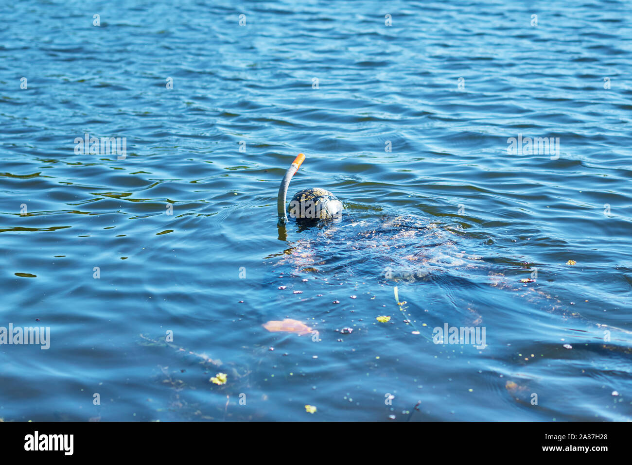 Sommozzatore in muta con maschera e snorkel sotto acqua nel lago Foto Stock