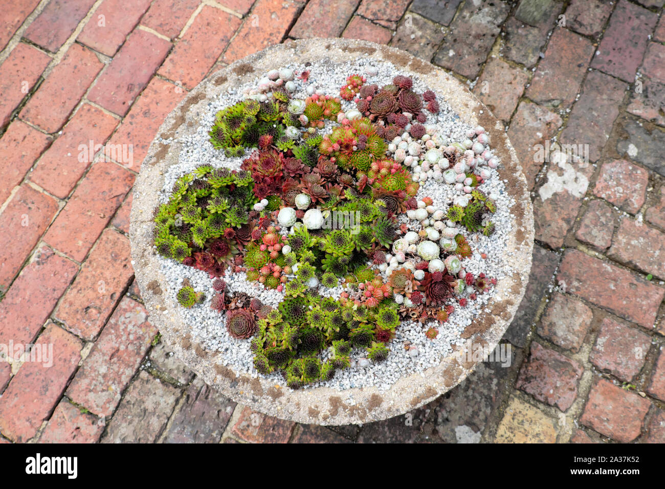 Sempervivums succulento piante che crescono nel recipiente in pietra vista da sopra al rosso mattone patio nel giardino di casa i monaci a Rodmell in East Sussex England Regno Unito Foto Stock