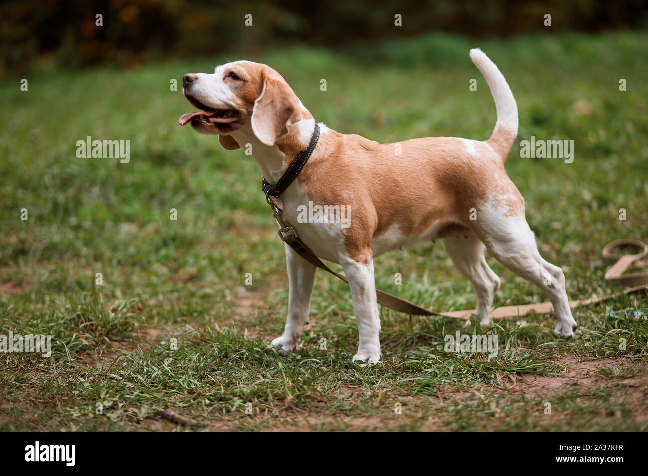 Cane Beagle con coda fino alla ricerca per il suo proprietario nel parco, a lunghezza piena vista laterale foto Foto Stock