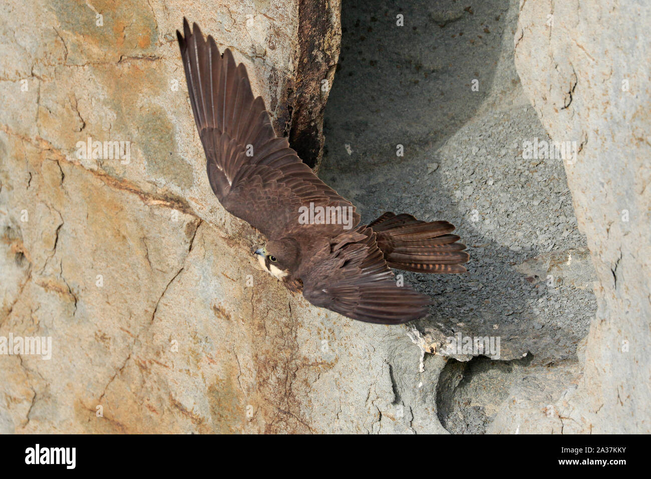 Femmina di falco di Eleonora di decollare da scogliere in Sardegna Foto Stock