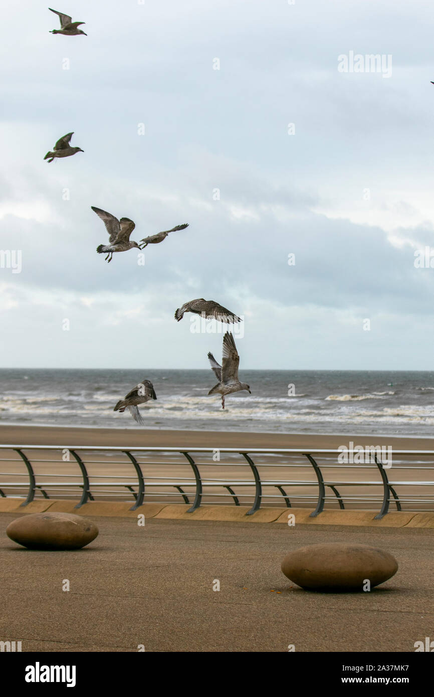 Blackpool, Lancashire, Regno Unito. Il 6 ottobre, 2019. Freddo & Blustery sul lungomare come turisti brave le condizioni per una buona passeggiata nella località balneare. Credito: MediaWorldImages/AlamyLiveNews Foto Stock