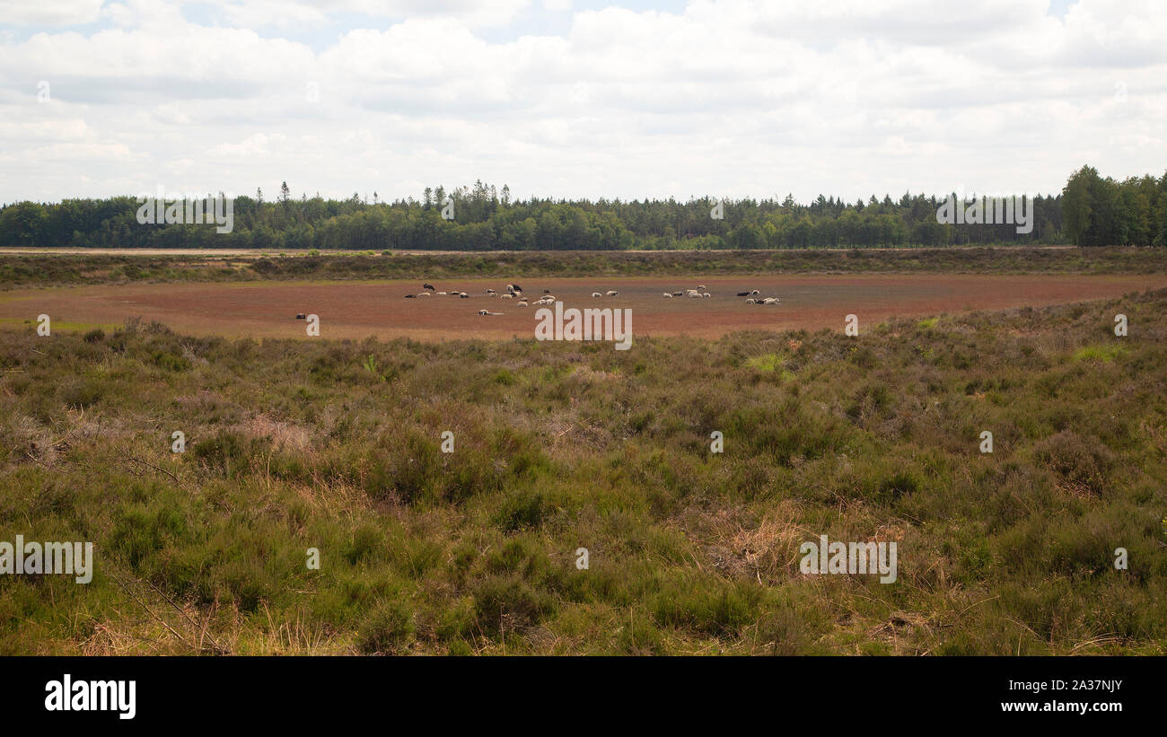 Pecore che riposano in mere essiccato; Drenthe, Paesi Bassi Foto Stock