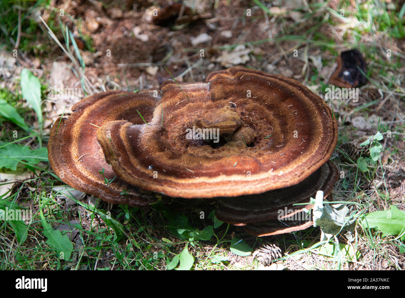 Fungo Ischonoderma benzoinum sul troncone di albero Foto Stock