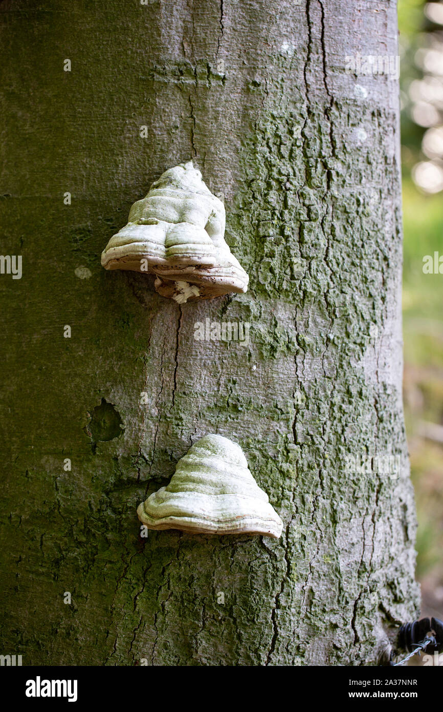 Tinder funghi (Fomes fomentarius) sul tronco di faggio (Fagus sp.) Foto Stock