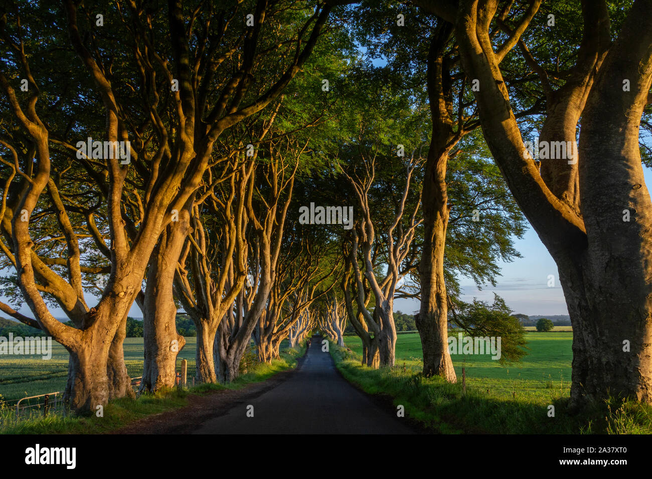 La mattina presto la luce solare sulla 'Dark Siepi' - un viale di alberi antichi nella contea di Antrim in Irlanda del Nord. Foto Stock