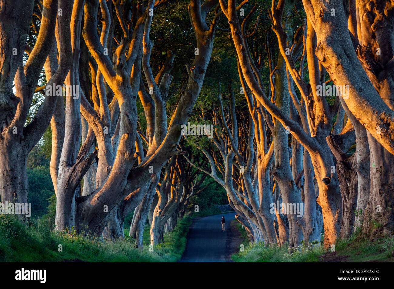 La mattina presto la luce solare sulla 'Dark Siepi' - un viale di alberi antichi nella contea di Antrim in Irlanda del Nord. Foto Stock
