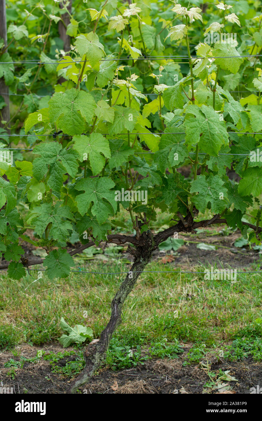Le righe con vino bianco piante di uva sulla vigna olandese nel Brabante Settentrionale, la produzione di vino in Paesi Bassi Foto Stock
