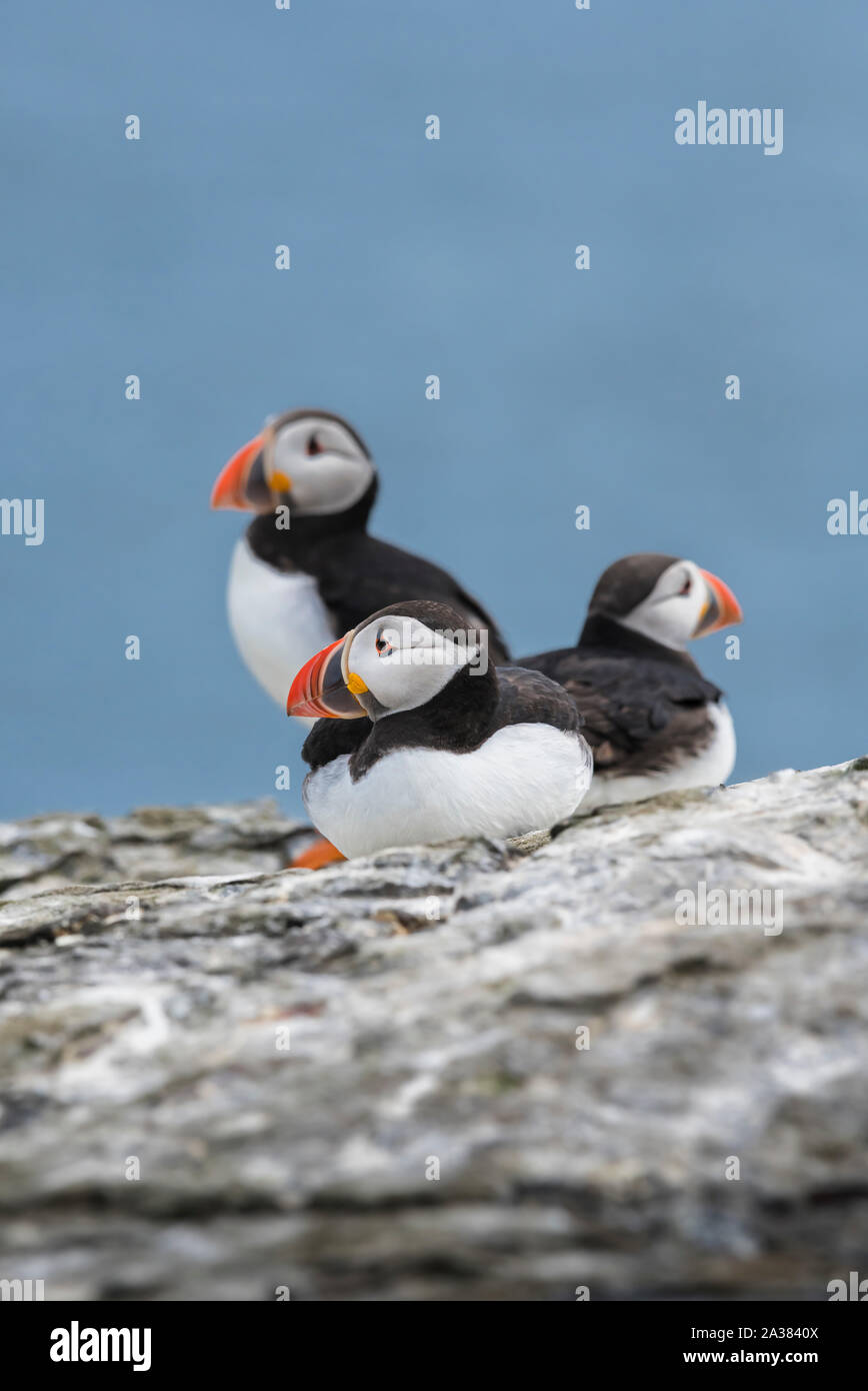 Un ritratto di gruppo di una colonia di coloratissimi Atlantic pulcinelle di mare seduti sulle scogliere farne Islands Northumberland Foto Stock