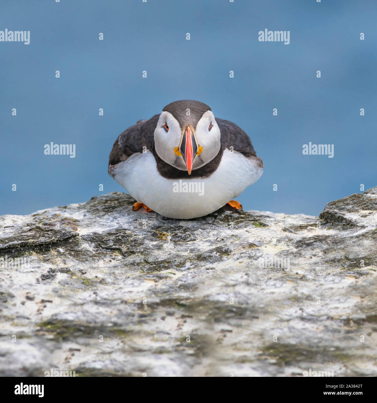 Un singolo colorato Atlantic Puffin seduti sulle scogliere della farne Islands Northumberland Foto Stock