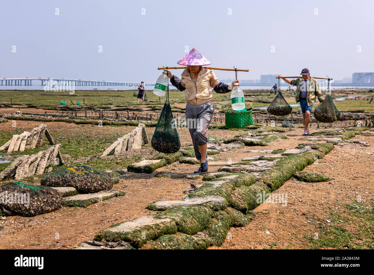Gli allevatori di ostriche ostriche di raccolta a bassa marea, Xiamen, Fuijan Provincia, Cina Foto Stock