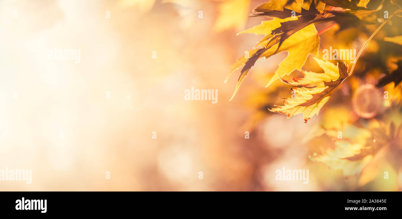 Foglie di autunno astratto banner panoramico messa a fuoco morbida dello sfondo Foto Stock