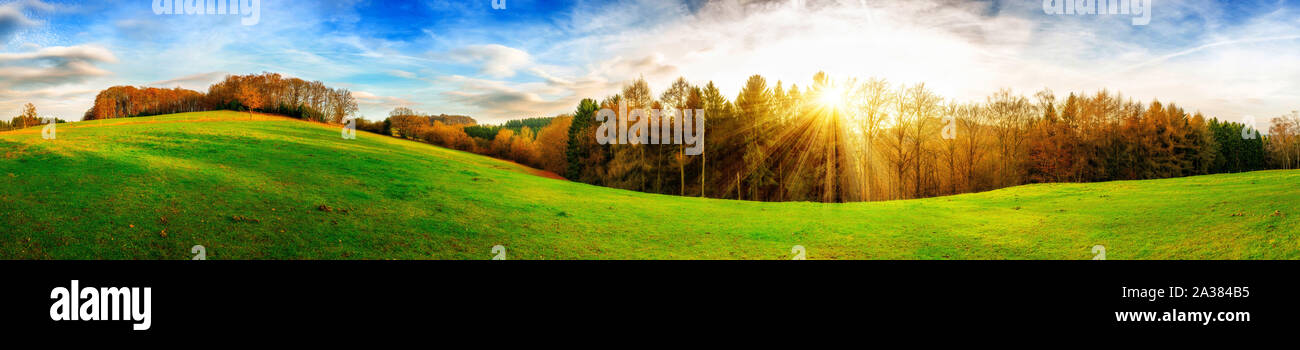 Grüne Wiese mit Sonne und Wald im Hintergrund Foto Stock