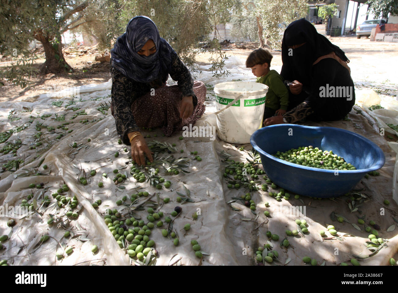 Le donne palestinesi, raccoglie i frutti da un albero di olivo durante l  annuale della raccolta delle olive, su domenica su ottobre 06, 2019 in Khan  yonis, nel sud della striscia di