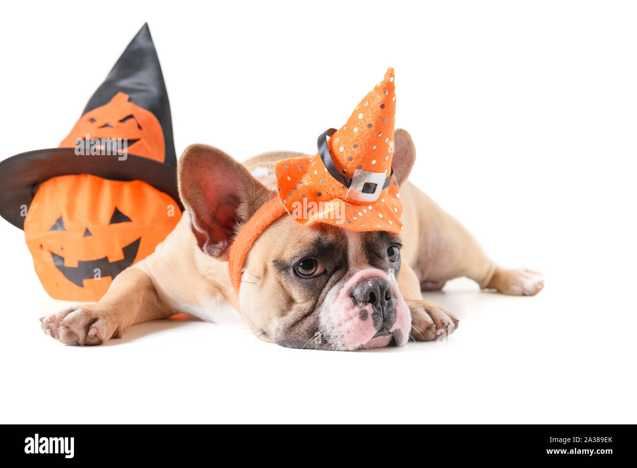 Ritratto di bulldog francese con hat halloween isolati su sfondo bianco, halloween giorno concept Foto Stock