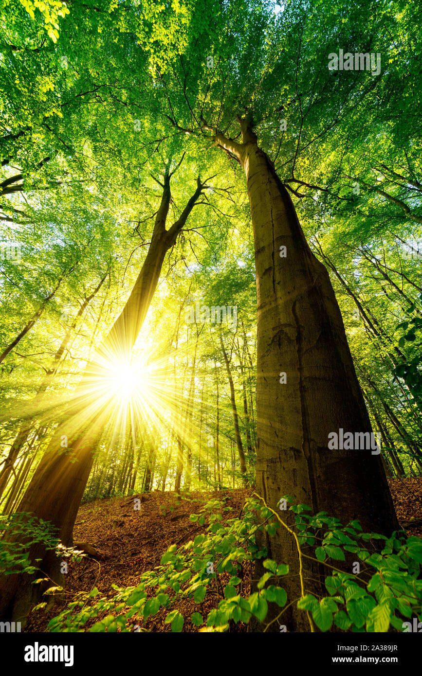 Zwei grosse Bäume im Wald Foto Stock