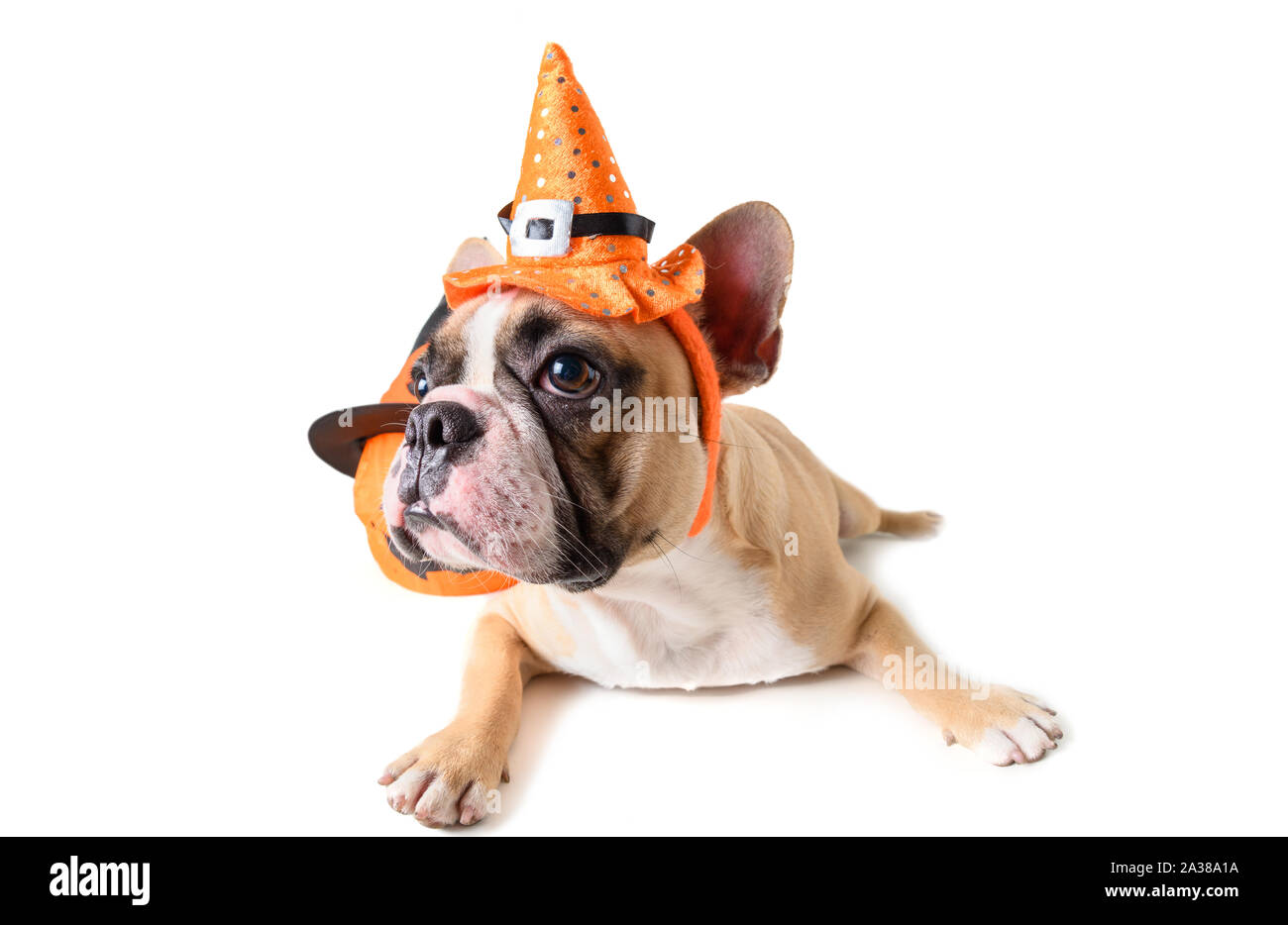 Ritratto di Carino bulldog francese con hat halloween isolati su sfondo bianco, halloween giorno concept Foto Stock