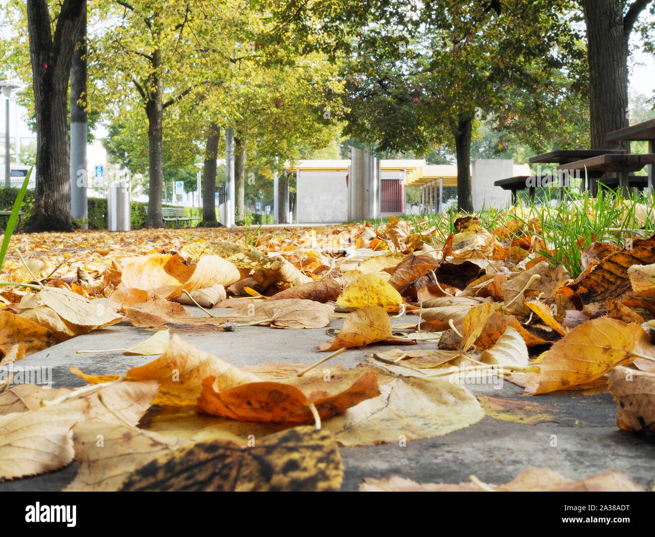 Laub auf dem Boden in einem Park a Zurigo Foto Stock