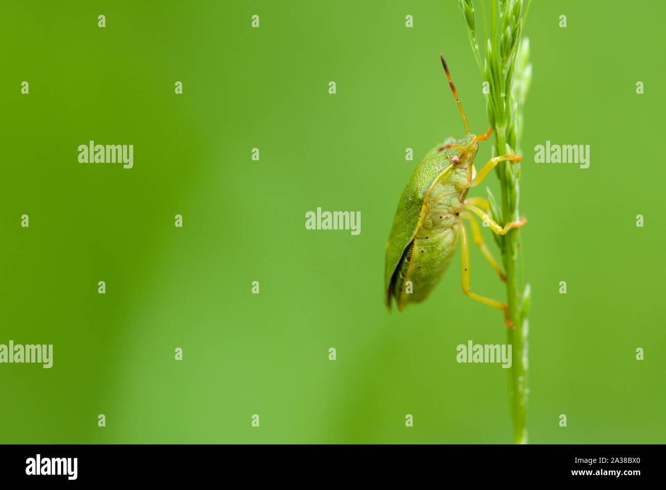 Una chiusura di un verde bug di protezione (Palomena prasina) su un gambo di erba nella gola Ebbor Riserva Naturale Nazionale in Mendip Hills, Somerset, Inghilterra. Foto Stock