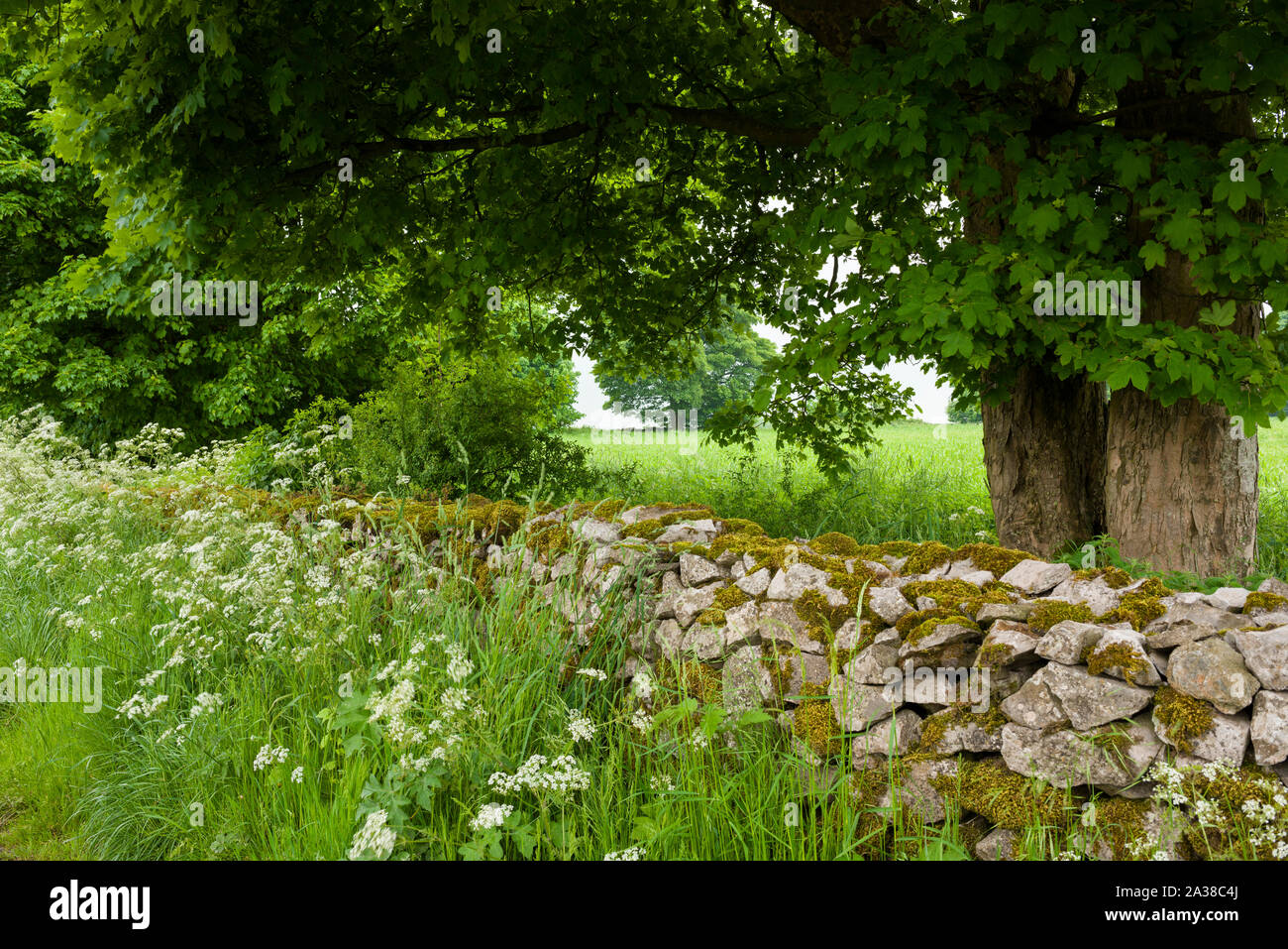 Un tipico muro di pietra a secco realizzato in pietra calcarea sotto alberi di sicomoro nel Mendip Hills National Landscape, Somerset, Inghilterra. Foto Stock