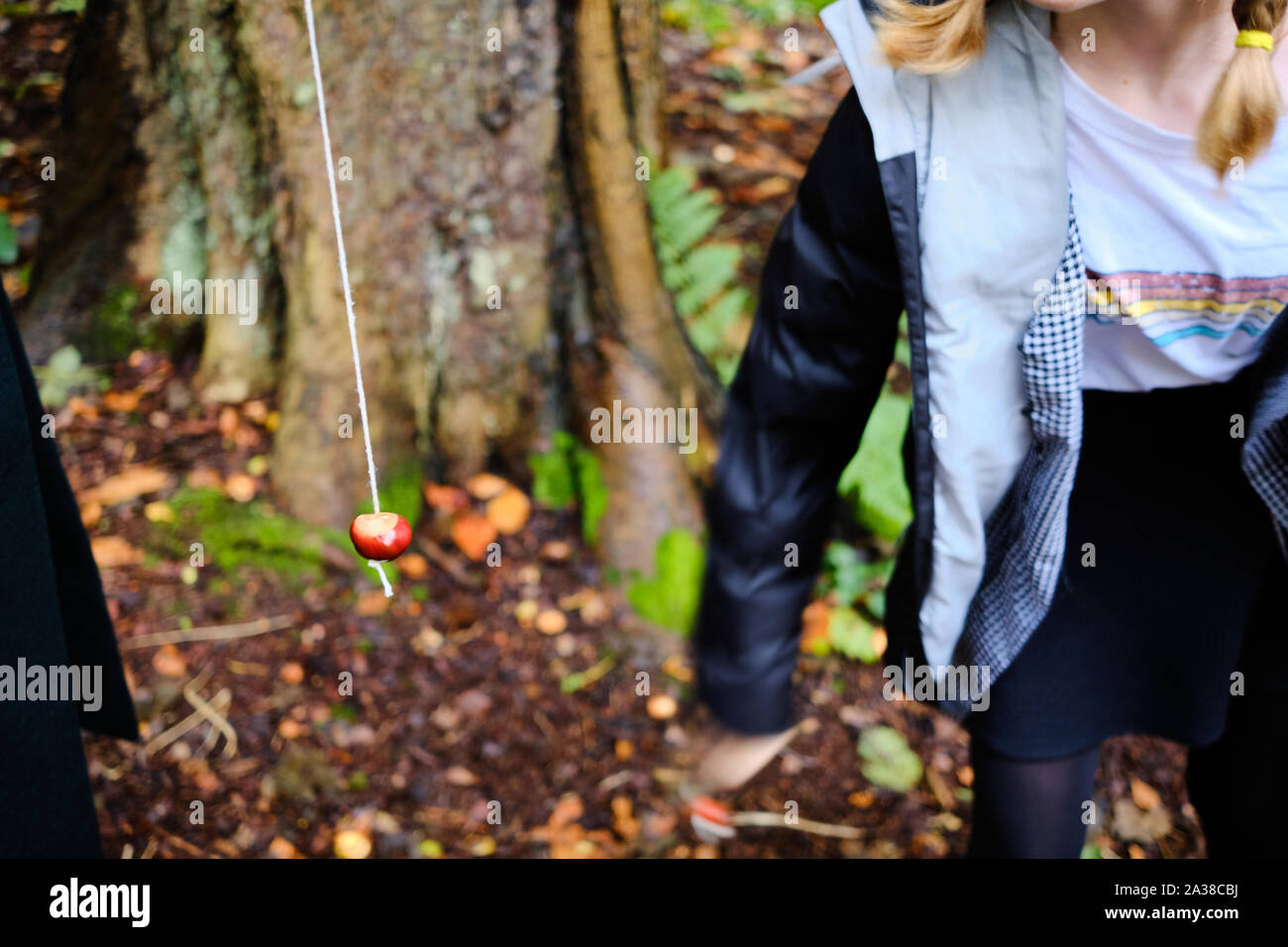 Giocare a giochi tradizionali di conkers in un bosco nel Regno Unito. Foto Stock