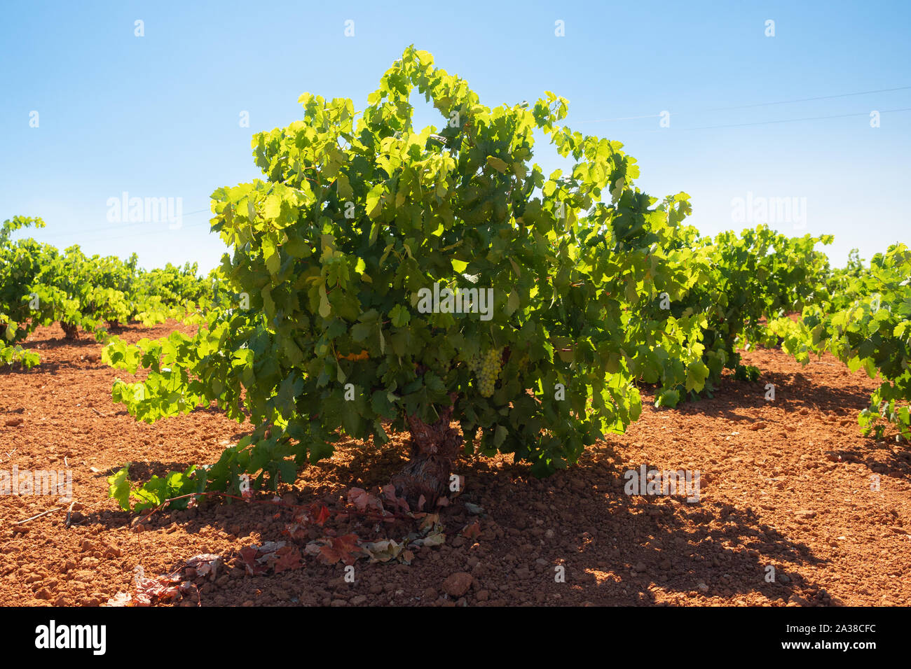 Vigneto sotto il sole vicino alla vendemmia in Estremadura, Spagna Foto Stock