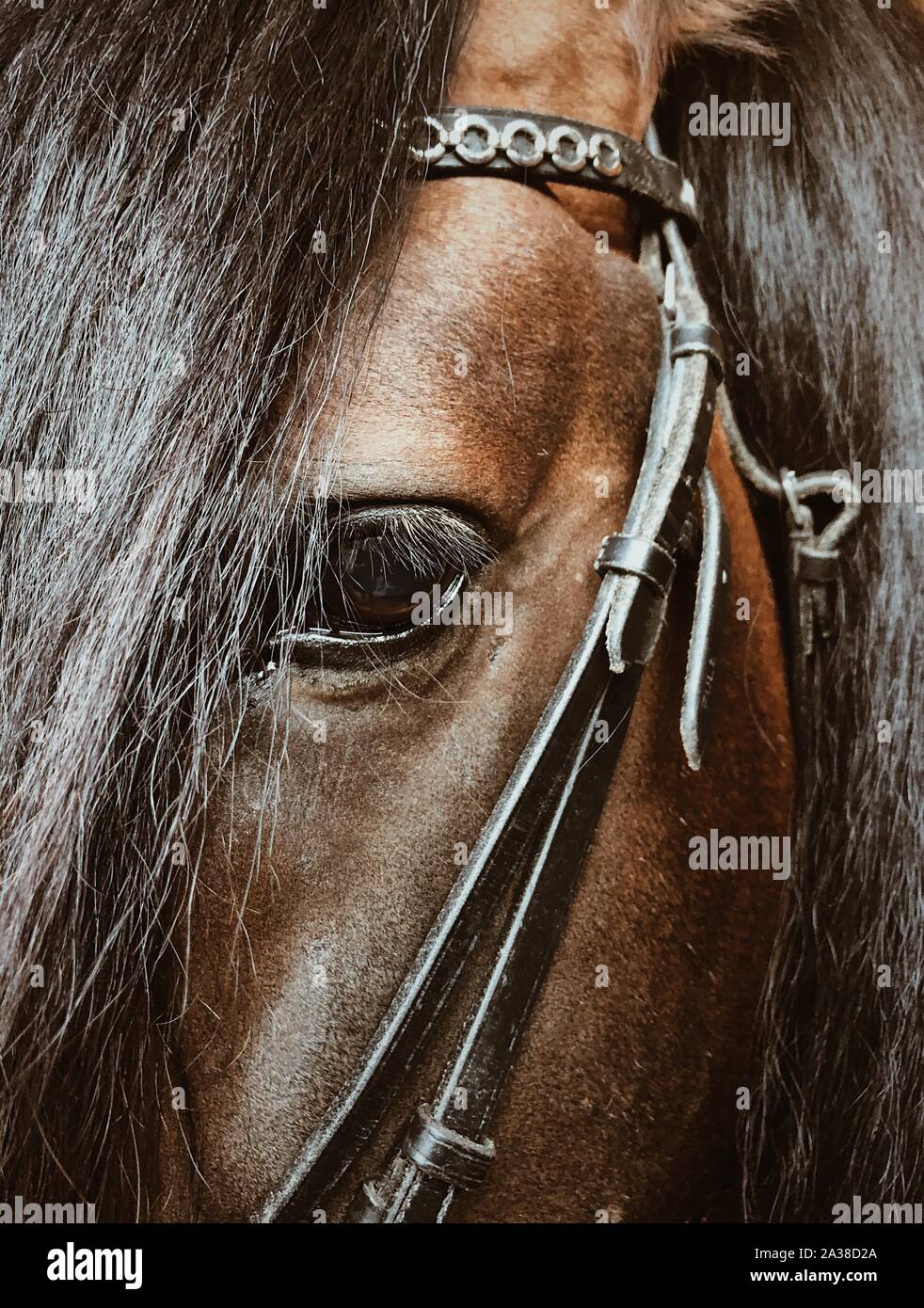 Close-up di un norvegese cavallo dole, Norvegia Foto Stock