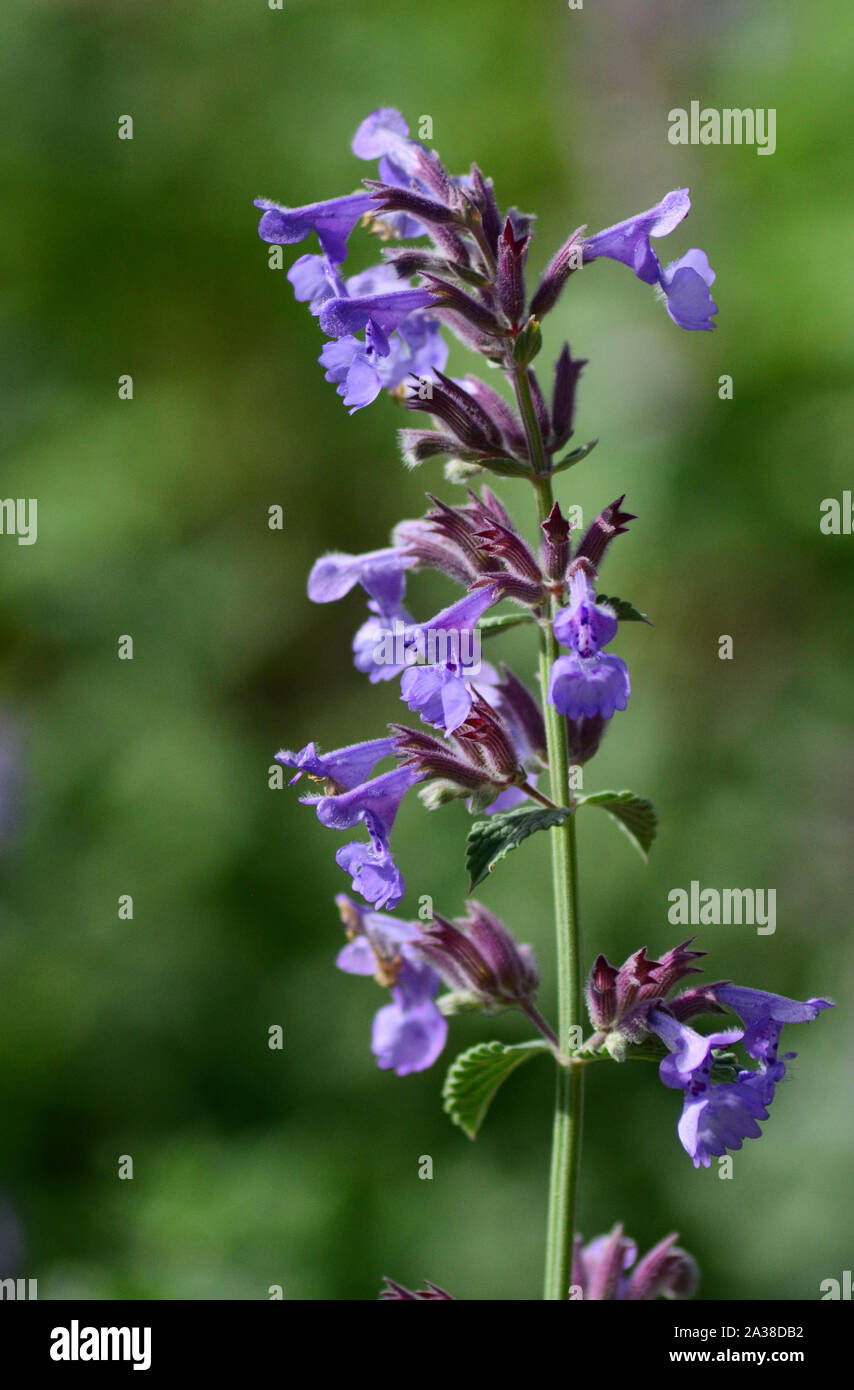 Bella fiori viola e foglie di nepitella / impianto di erba gatta Foto Stock