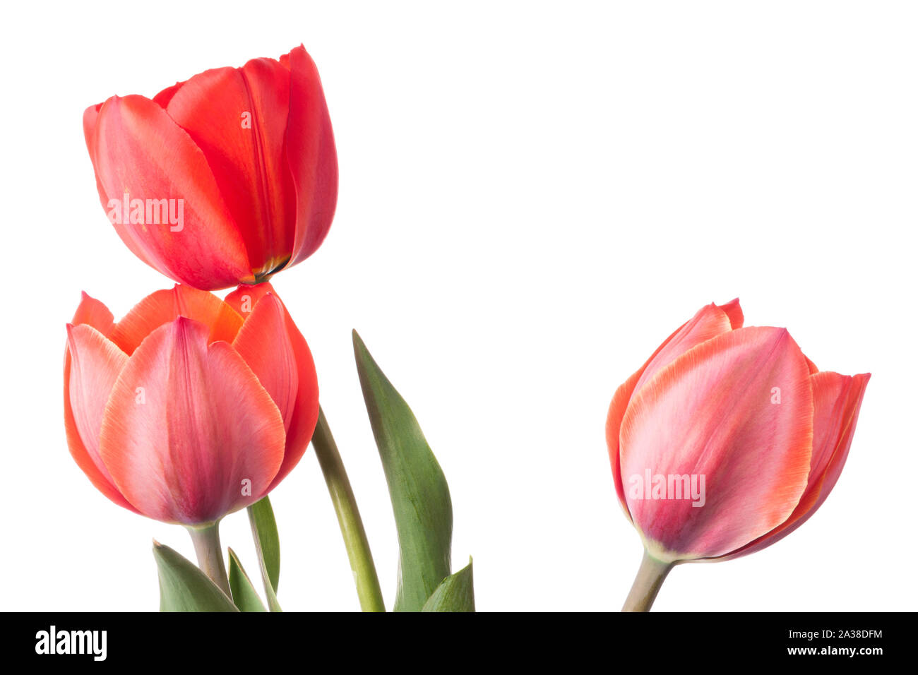 Tre i tulipani isolato su uno sfondo bianco Foto Stock