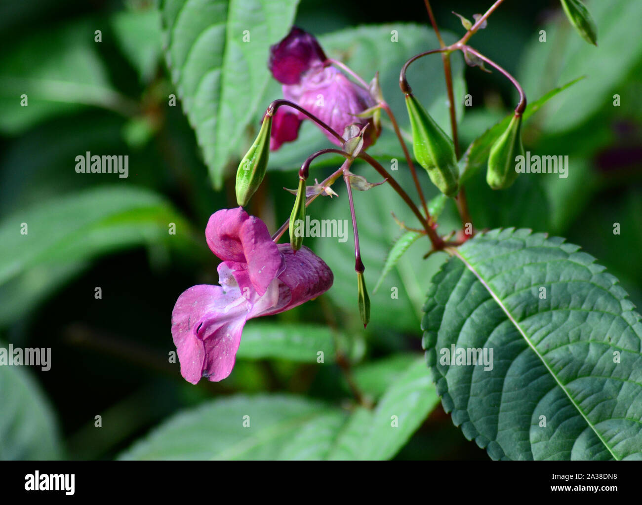 L'Himalayan Balsamina Impatiens glandulifera fiori di colore rosa, invasivo specie non indigene, REGNO UNITO Foto Stock