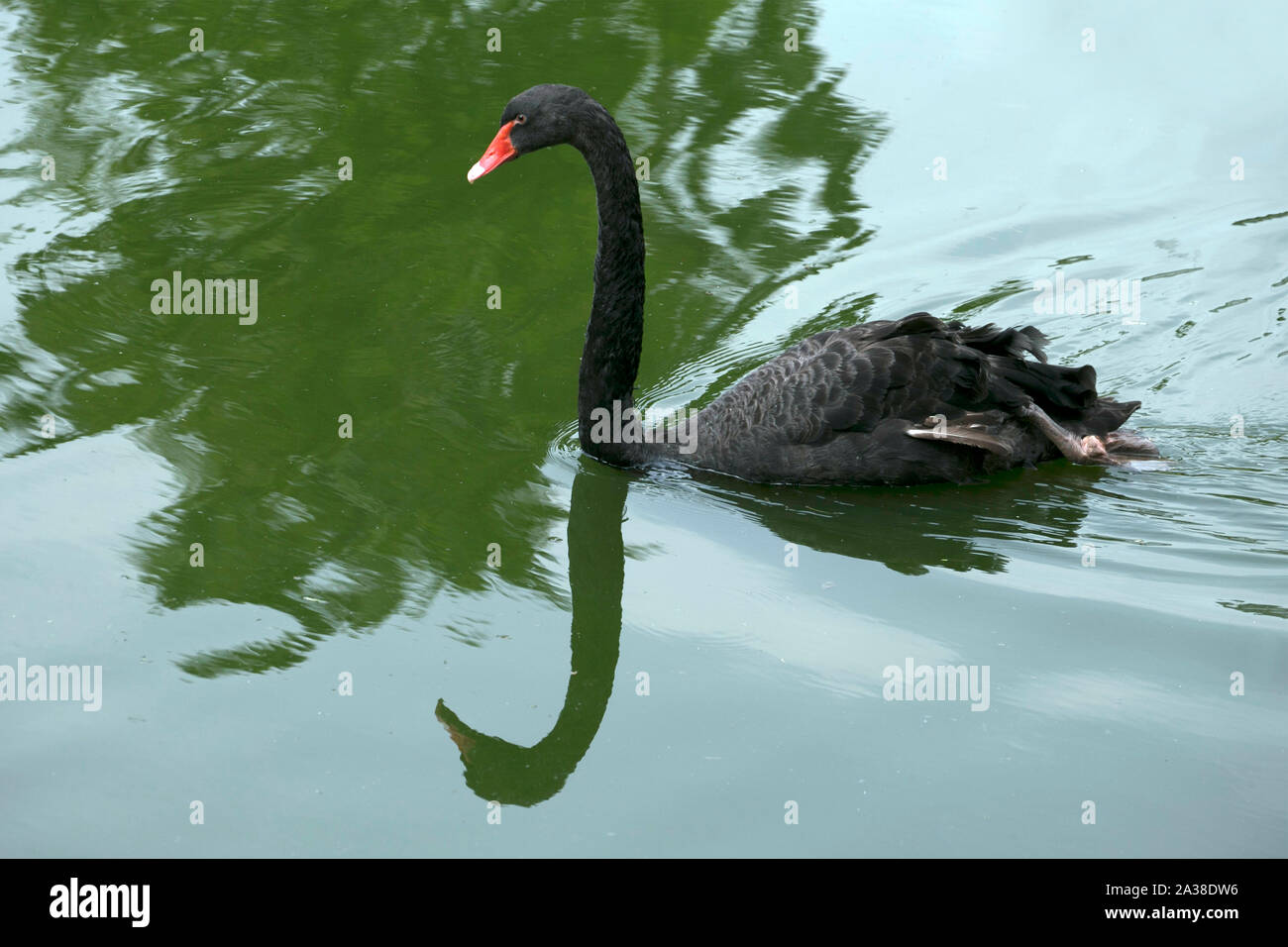 Black Swan nuotare in un fiume, Indonesia Foto Stock