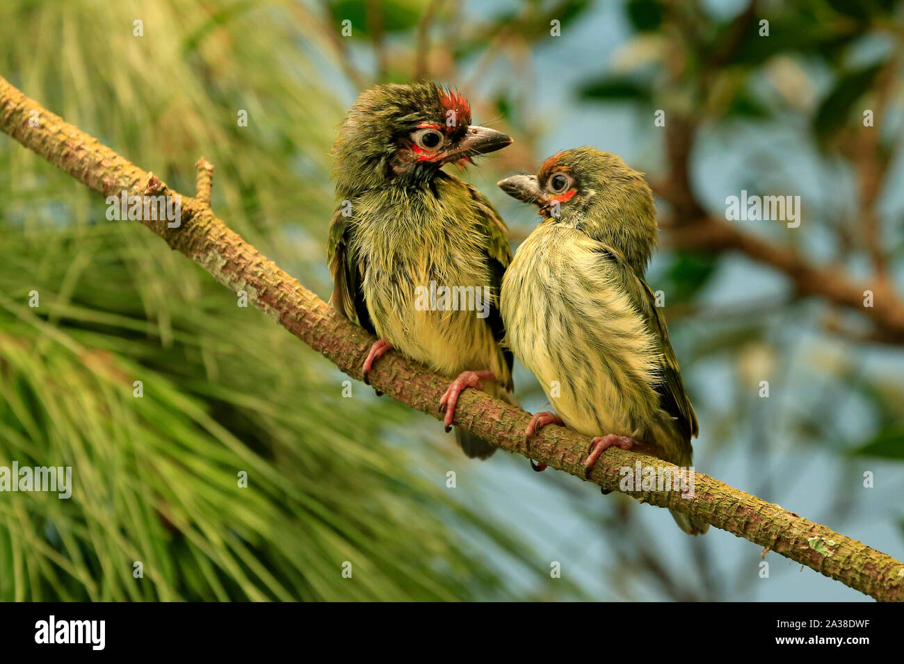 Due uccelli appollaiato su un ramo, Indonesia Foto Stock