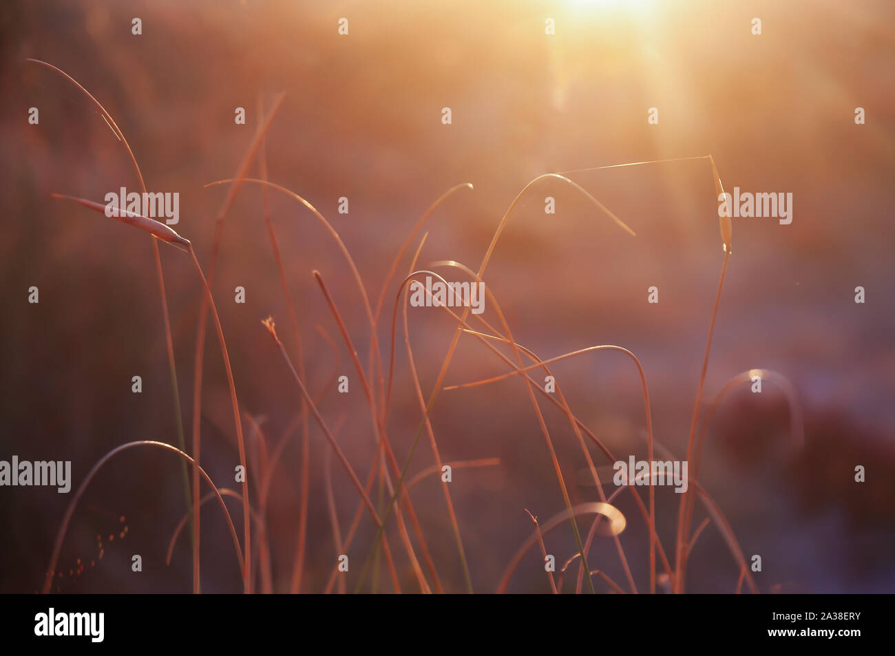 Immagine ravvicinata di erbe durante il golden ora dopo sunrise Foto Stock